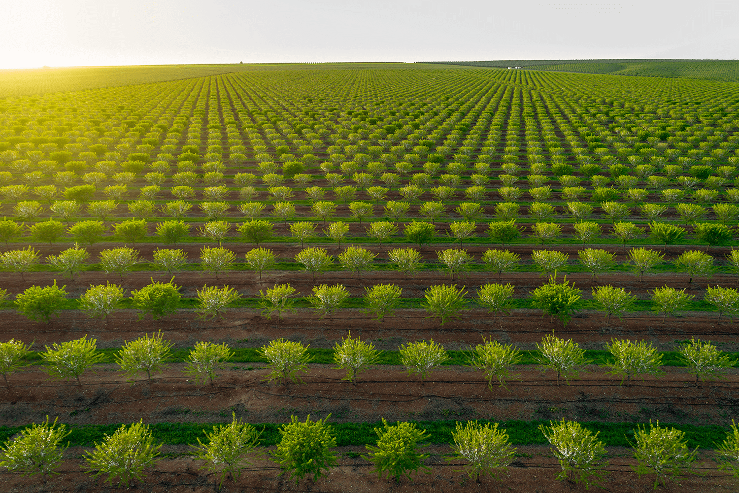 Alentejo a saque!